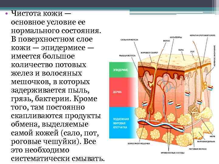  • Чистота кожи — основное условие ее нормального состояния. В поверхностном слое кожи