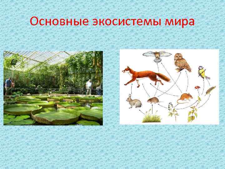 Наземные экосистемы фото