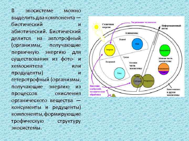 Экосистема человека схема