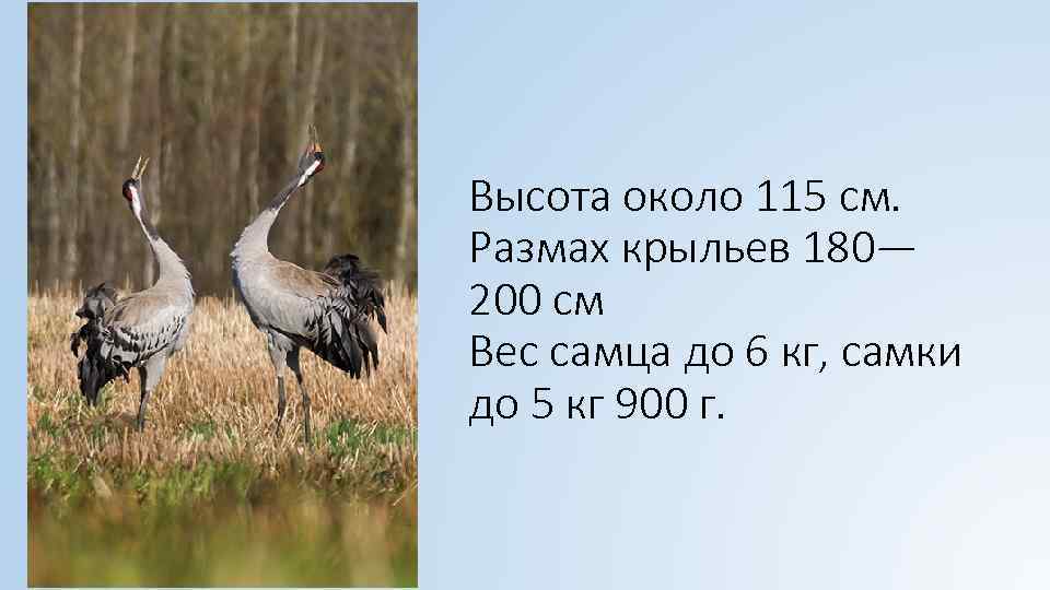 Высота около 115 см. Размах крыльев 180— 200 см Вес самца до 6 кг,