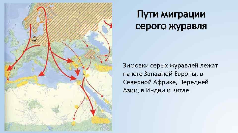 Карта миграции журавлей из россии