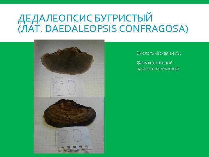 ДЕДАЛЕОПСИС БУГРИСТЫЙ (ЛАТ. DAEDALEOPSIS CONFRAGOSA) Экологическая роль: Факультативный паразит, ксилотроф 