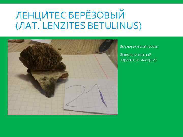 ЛЕНЦИ ТЕС БЕРЁЗОВЫЙ (ЛАТ. LENZITES BETULINUS) Экологическая роль: Факультативный паразит, ксилотроф 