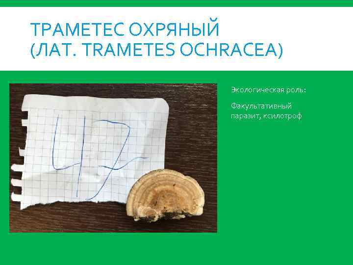 ТРАМЕТЕС ОХРЯНЫЙ (ЛАТ. TRAMETES OCHRACEA) Экологическая роль: Факультативный паразит, ксилотроф 