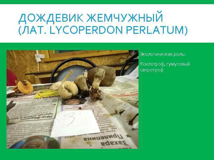 ДОЖДЕВИК ЖЕМЧУЖНЫЙ (ЛАТ. LYCOPERDON PERLATUM) Экологическая роль: Ксилотроф, гумусовый сапротроф 