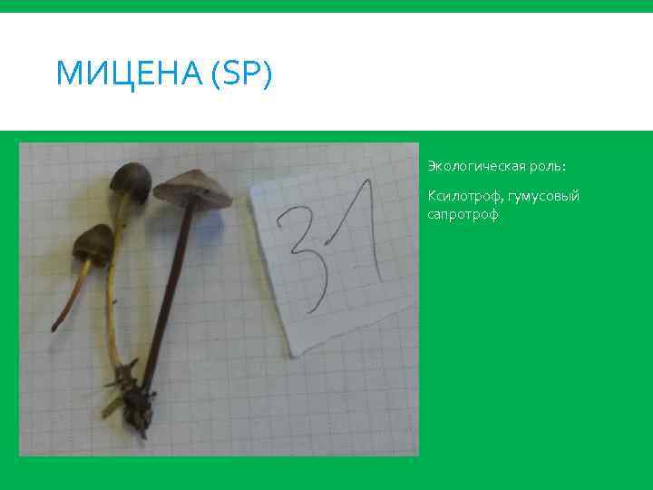 МИЦЕНА (SP) Экологическая роль: Ксилотроф, гумусовый сапротроф 