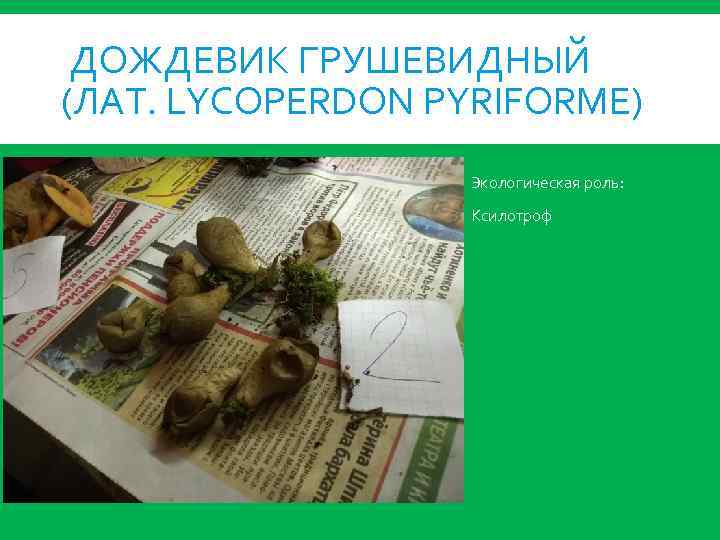 ДОЖДЕВИК ГРУШЕВИДНЫЙ (ЛАТ. LYCOPERDON PYRIFORME) Экологическая роль: Ксилотроф 