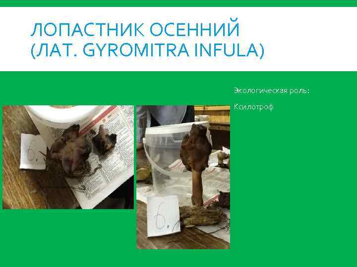 ЛОПАСТНИК ОСЕННИЙ (ЛАТ. GYROMITRA INFULA) Экологическая роль: Ксилотроф 