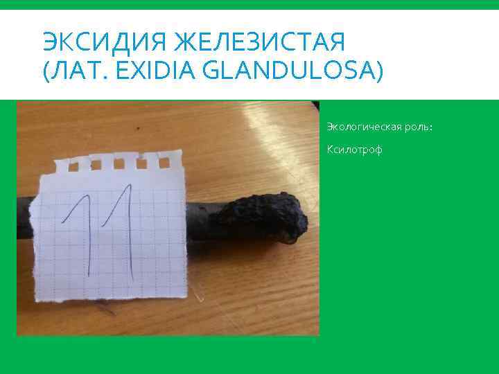 ЭКСИДИЯ ЖЕЛЕЗИСТАЯ (ЛАТ. EXIDIA GLANDULOSA) Экологическая роль: Ксилотроф 