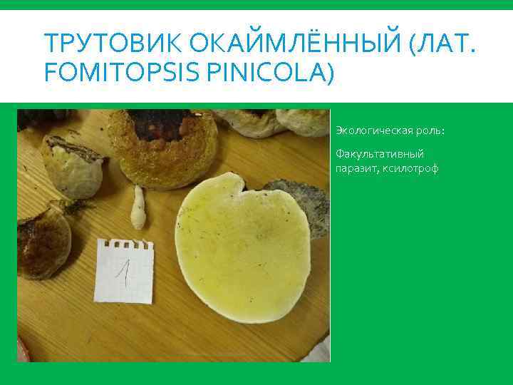 ТРУТОВИК ОКАЙМЛЁННЫЙ (ЛАТ. FOMITOPSIS PINICOLA) Экологическая роль: Факультативный паразит, ксилотроф 