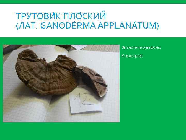 ТРУТОВИ К ПЛО СКИЙ (ЛАТ. GANODÉRMA APPLANÁTUM) Экологическая роль: Ксилотроф 