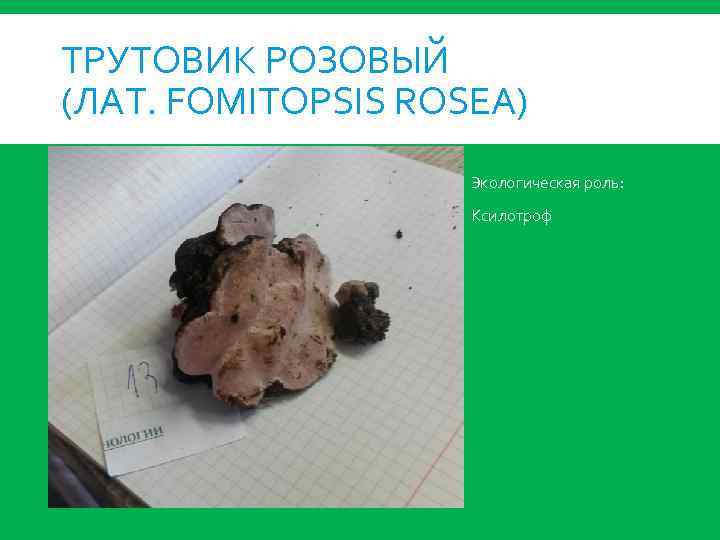 ТРУТОВИК РОЗОВЫЙ (ЛАТ. FOMITOPSIS ROSEA) Экологическая роль: Ксилотроф 