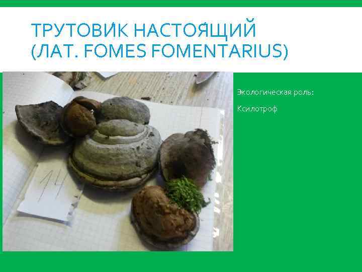 ТРУТОВИ К НАСТОЯ ЩИЙ (ЛАТ. FOMES FOMENTARIUS) Экологическая роль: Ксилотроф 