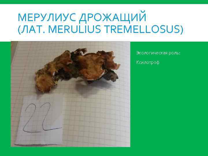 МЕРУЛИУС ДРОЖАЩИЙ (ЛАТ. MERULIUS TREMELLOSUS) Экологическая роль: Ксилотроф 