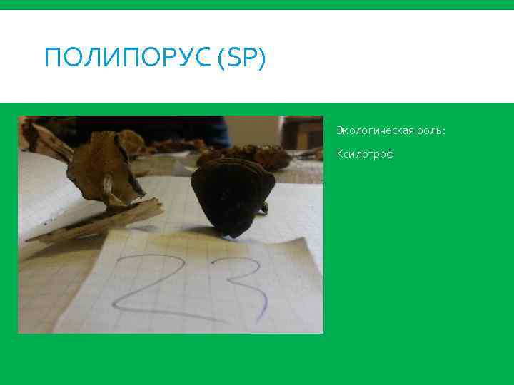 ПОЛИПОРУС (SP) Экологическая роль: Ксилотроф 
