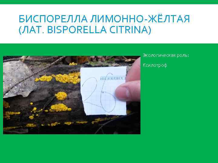 БИСПОРЕЛЛА ЛИМОННО-ЖЁЛТАЯ (ЛАТ. BISPORELLA CITRINA) Экологическая роль: Ксилотроф 
