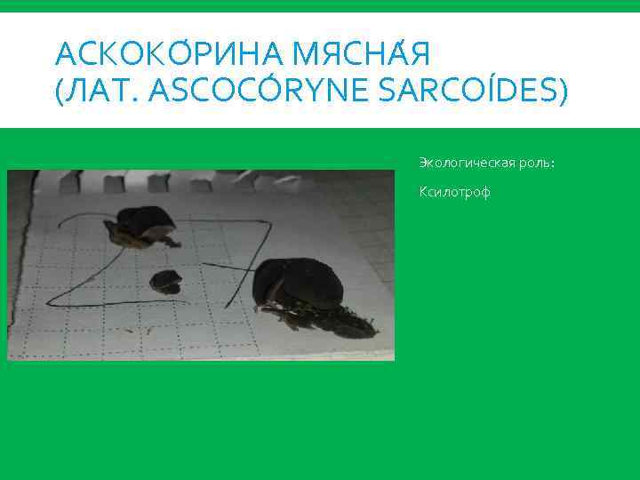 АСКОКО РИНА МЯСНА Я (ЛАТ. ASCOCÓRYNE SARCOÍDES) Экологическая роль: Ксилотроф 
