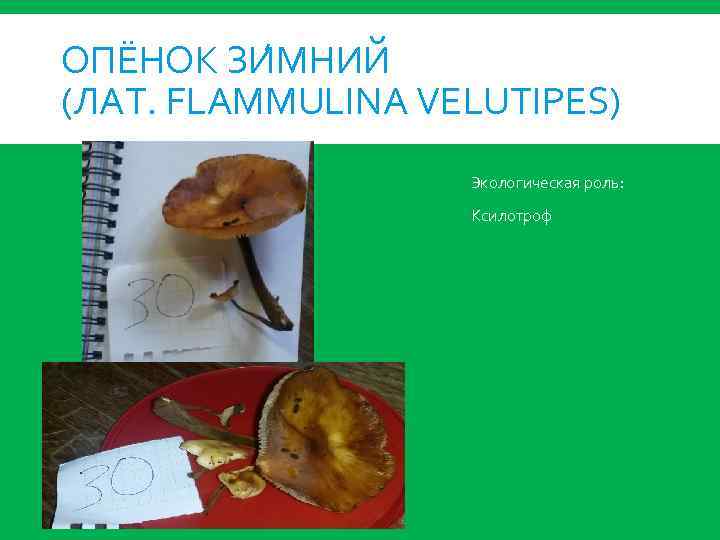 ОПЁНОК ЗИ МНИЙ (ЛАТ. FLAMMULINA VELUTIPES) Экологическая роль: Ксилотроф 