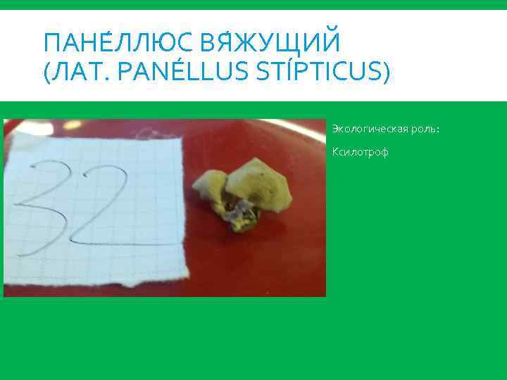 ПАНЕ ЛЛЮС ВЯ ЖУЩИЙ (ЛАТ. PANÉLLUS STÍPTICUS) Экологическая роль: Ксилотроф 