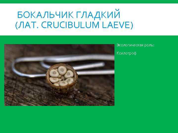 БОКАЛЬЧИК ГЛАДКИЙ (ЛАТ. CRUCIBULUM LAEVE) Экологическая роль: Ксилотроф 
