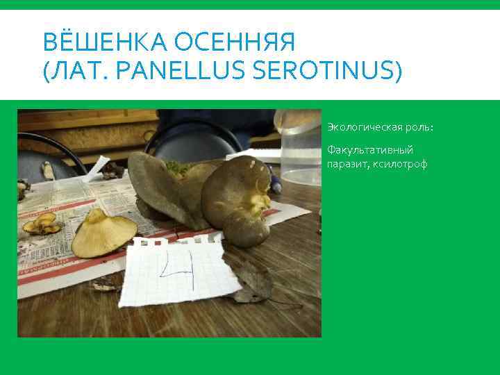 ВЁШЕНКА ОСЕННЯЯ (ЛАТ. PANELLUS SEROTINUS) Экологическая роль: Факультативный паразит, ксилотроф 