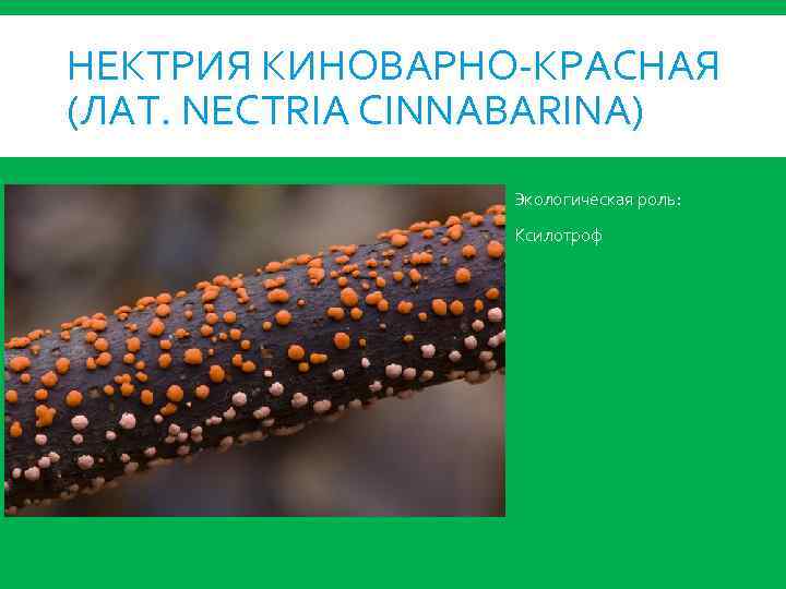 НЕКТРИЯ КИНОВАРНО-КРАСНАЯ (ЛАТ. NECTRIA CINNABARINA) Экологическая роль: Ксилотроф 