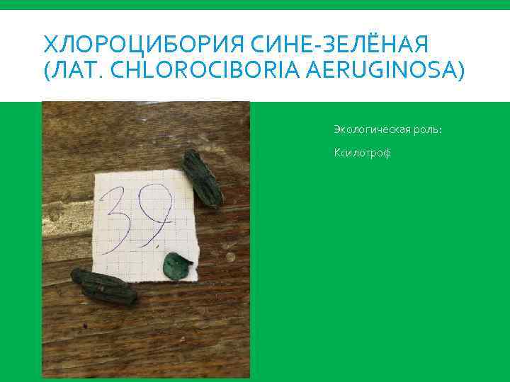 ХЛОРОЦИБОРИЯ СИНЕ-ЗЕЛЁНАЯ (ЛАТ. CHLOROCIBORIA AERUGINOSA) Экологическая роль: Ксилотроф 