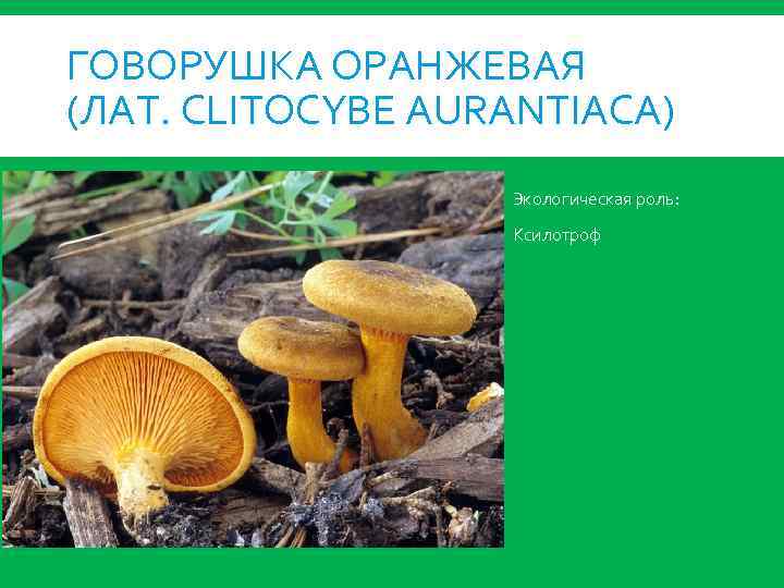 ГОВОРУШКА ОРАНЖЕВАЯ (ЛАТ. CLITOCYBE AURANTIACA) Экологическая роль: Ксилотроф 