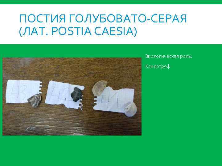 ПОСТИЯ ГОЛУБОВАТО-СЕРАЯ (ЛАТ. POSTIA CAESIA) Экологическая роль: Ксилотроф 