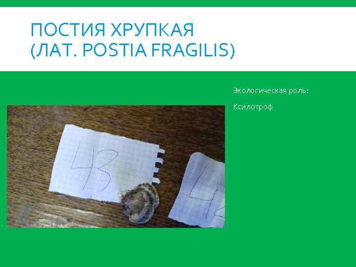 ПОСТИЯ ХРУПКАЯ (ЛАТ. POSTIA FRAGILIS) Экологическая роль: Ксилотроф 