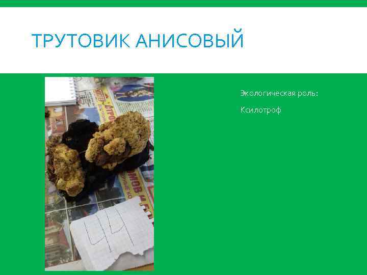 ТРУТОВИК АНИСОВЫЙ Экологическая роль: Ксилотроф 