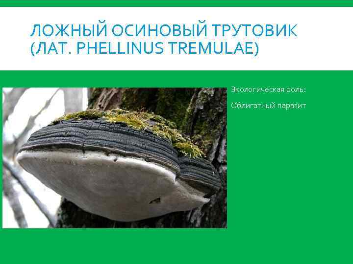ЛОЖНЫЙ ОСИНОВЫЙ ТРУТОВИК (ЛАТ. PHELLINUS TREMULAE) Экологическая роль: Облигатный паразит 