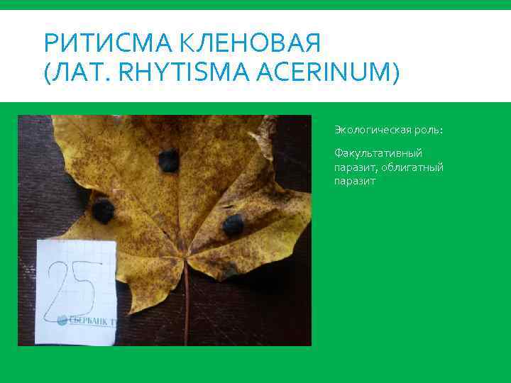 РИТИСМА КЛЕНОВАЯ (ЛАТ. RHYTISMA ACERINUM) Экологическая роль: Факультативный паразит, облигатный паразит 