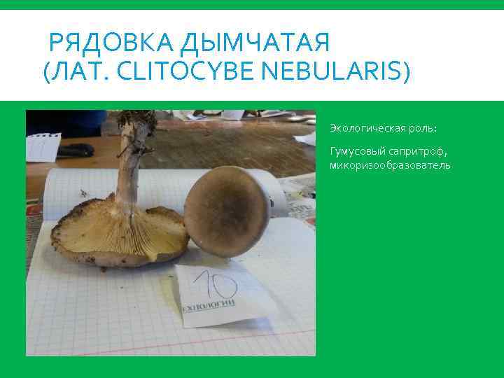 РЯДОВКА ДЫМЧАТАЯ (ЛАТ. CLITOCYBE NEBULARIS) Экологическая роль: Гумусовый сапритроф, микоризообразователь 