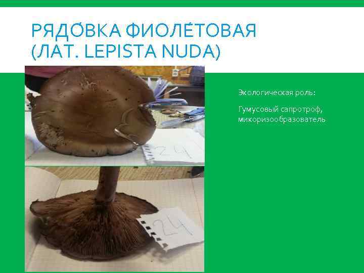 РЯДО ВКА ФИОЛЕ ТОВАЯ (ЛАТ. LEPISTA NUDA) Экологическая роль: Гумусовый сапротроф, микоризообразователь 