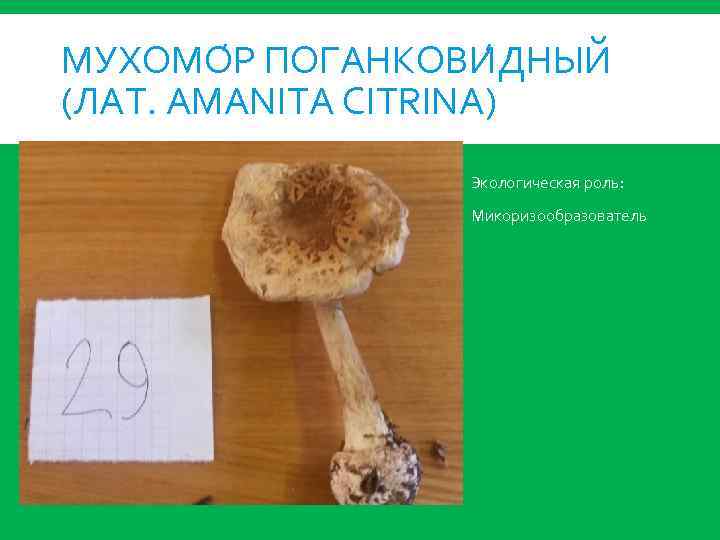МУХОМО Р ПОГАНКОВИ ДНЫЙ (ЛАТ. AMANITA CITRINA) Экологическая роль: Микоризообразователь 