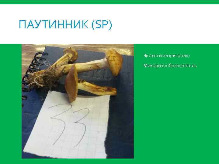 ПАУТИННИК (SP) Экологическая роль: Микоризообразователь 