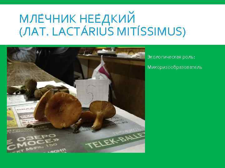 МЛЕ ЧНИК НЕЕ ДКИЙ (ЛАТ. LACTÁRIUS MITÍSSIMUS) Экологическая роль: Микоризообразователь 