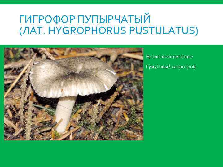 ГИГРОФОР ПУПЫРЧАТЫЙ (ЛАТ. HYGROPHORUS PUSTULATUS) Экологическая роль: Гумусовый сапротроф 