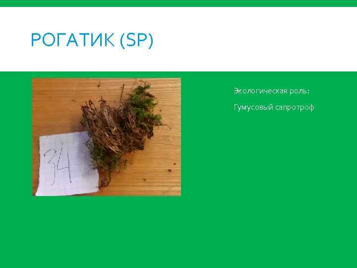 РОГАТИК (SP) Экологическая роль: Гумусовый сапротроф 
