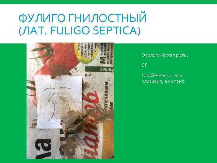 ФУЛИГО ГНИЛОСТНЫЙ (ЛАТ. FULIGO SEPTICA) Экологическая роль: SP Особенности : это слизевик, а не