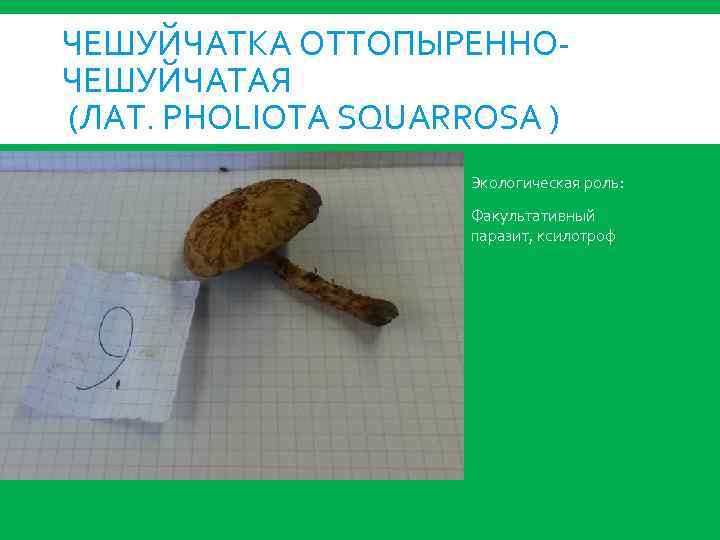 ЧЕШУЙЧАТКА ОТТОПЫРЕННОЧЕШУЙЧАТАЯ (ЛАТ. PHOLIOTA SQUARROSA ) Экологическая роль: Факультативный паразит, ксилотроф 