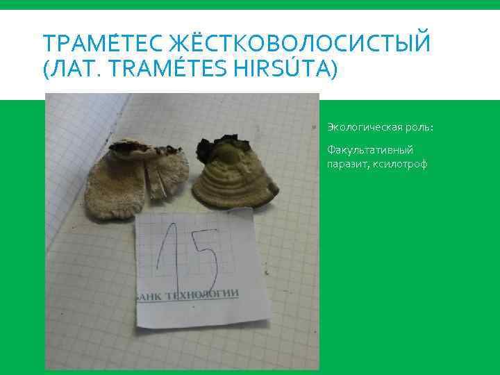 ТРАМЕ ТЕС ЖЁСТКОВОЛОСИСТЫЙ (ЛАТ. TRAMÉTES HIRSÚTA) Экологическая роль: Факультативный паразит, ксилотроф 