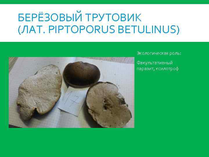 БЕРЁЗОВЫЙ ТРУТОВИК (ЛАТ. PIPTOPORUS BETULINUS) Экологическая роль: Факультативный паразит, ксилотроф 