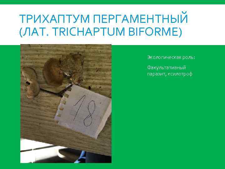 ТРИХАПТУМ ПЕРГАМЕНТНЫЙ (ЛАТ. TRICHAPTUM BIFORME) Экологическая роль: Факультативный паразит, ксилотроф 