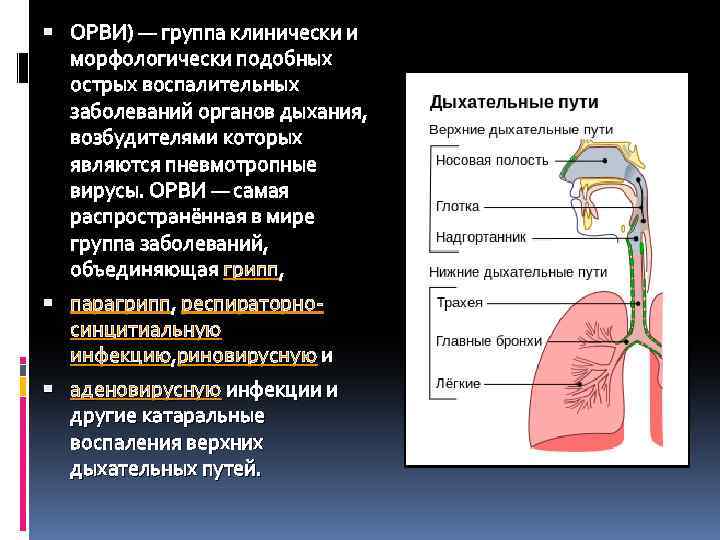  ОРВИ) — группа клинически и морфологически подобных острых воспалительных заболеваний органов дыхания, возбудителями