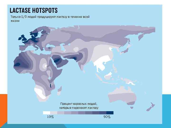 Только 1/3 людей продуцируют лактазу в течение всей жизни Процент взрослых людей, которые переносят