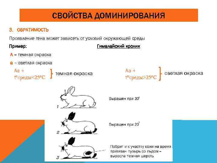 СВОЙСТВА ДОМИНИРОВАНИЯ 3. ОБРАТИМОСТЬ Проявление гена может зависеть от условий окружающей среды Пример: Гималайский