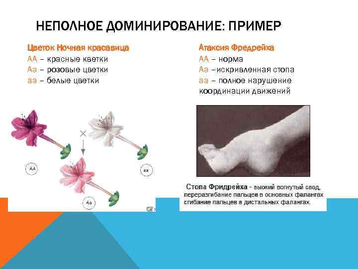 НЕПОЛНОЕ ДОМИНИРОВАНИЕ: ПРИМЕР Цветок Ночная красавица АА – красные кветки Аа – розовые цветки