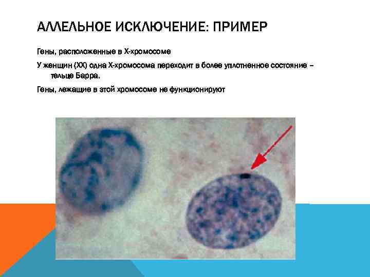 АЛЛЕЛЬНОЕ ИСКЛЮЧЕНИЕ: ПРИМЕР Гены, расположенные в Х-хромосоме У женщин (ХХ) одна Х-хромосома переходит в